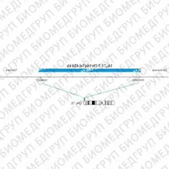 ДЛЯ КЛИЕНТОВ из США. SureFISH 16q24.3 Chr16qTel 424кб P20 BL. Теломер Chr16q, Копийный номер, 20 тестов, Аква, Концентрат, Ручное использование