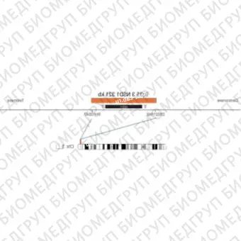 ДЛЯ КЛИЕНТОВ ЗА ПРЕДЕЛАМИ США. SureFISH 5q35.3 NSD1 321kb P20 RD