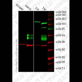 Клеточная линия Human CD47 knockout HEK293T cell line, Abcam, ab266324, 1 млн.кл.