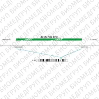 ДЛЯ КЛИЕНТОВ ЗА ПРЕДЕЛАМИ США. SureFISH Chr4 CEP 613kb P20 GR