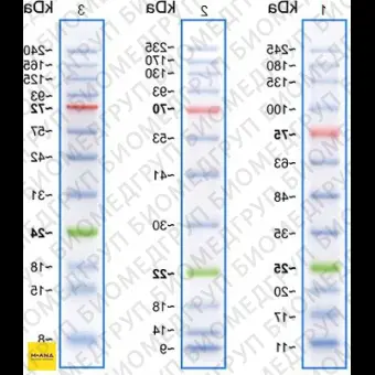Маркеры белковые молекулярного веса, предокрашенные, Prism Ultra, 10245 кДа, 12 полос, Abcam, ab116028, 500 мкл