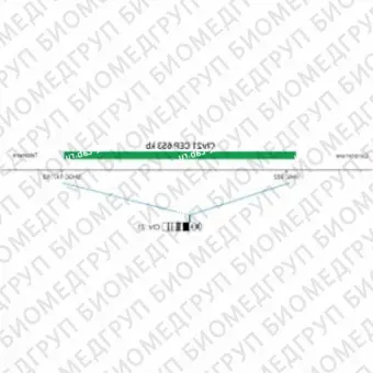 ДЛЯ КЛИЕНТОВ из США. SureFISH Chr21 CEP 653кб P20 GR. CEP 21, Номер копии, 20 тестов, FITC, Концентрат, Ручное использование