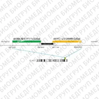 ДЛЯ КЛИЕНТОВ из США. SureFISH 3p25.2 PPARG 5 BA 398kb P20 RD. PPARG, Break Apart, 20 тестов, Cy3, концентрат, ручное использование