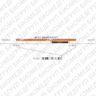 ДЛЯ КЛИЕНТОВ ЗА ПРЕДЕЛАМИ США. SureFISH 17p13.3 YWHAE DF 172kb P20 RD