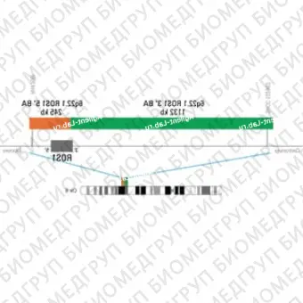 ДЛЯ КЛИЕНТОВ ЗА ПРЕДЕЛАМИ США. SureFISH 6q22.1 ROS1GOPC 5 BA 245kb P100 RD