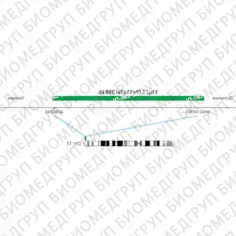 ДЛЯ КЛИЕНТОВ из США. SureFISH 11q25 Chr11qTel 398кб P20 GR. Теломер Chr11q, Номер копии, 20 тестов, FITC, Концентрат, Ручное использование
