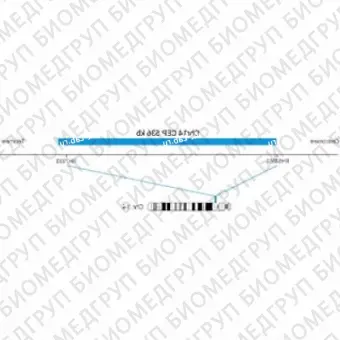 ДЛЯ КЛИЕНТОВ ЗА ПРЕДЕЛАМИ США. SureFISH Chr14 CEP 536kb P20 BL