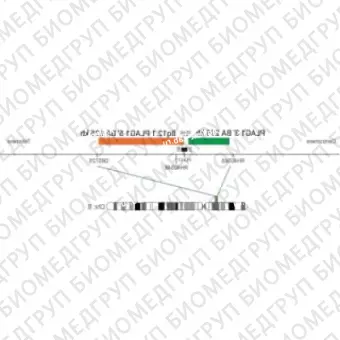 ДЛЯ КЛИЕНТОВ ЗА ПРЕДЕЛАМИ США. SureFISH 8q12.1 PLAG1 5 BA 625kb P20 GR