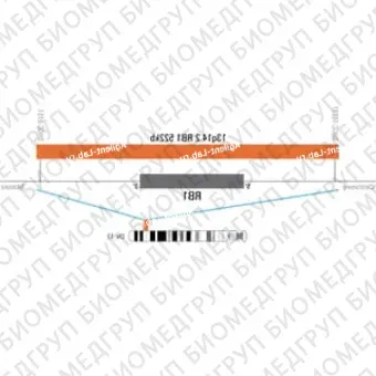 ДЛЯ КЛИЕНТОВ ЗА ПРЕДЕЛАМИ США. SureFISH 13q14.2 RB1 522kb P20 RD