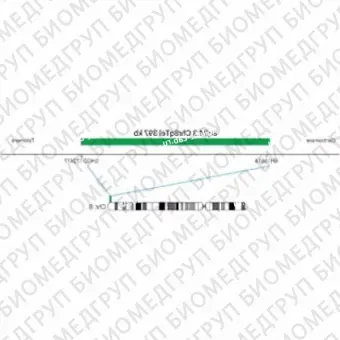 ДЛЯ КЛИЕНТОВ ЗА ПРЕДЕЛАМИ США. SureFISH 8q24.3 Chr8qTel 397kb P20 GR