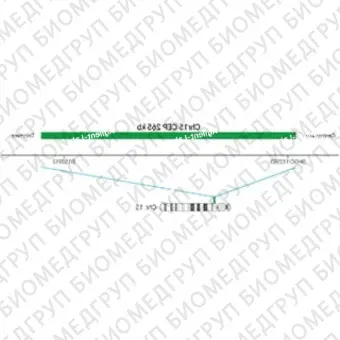 ДЛЯ КЛИЕНТОВ ЗА ПРЕДЕЛАМИ США. SureFISH Chr15 CEP 265kb P20 RD