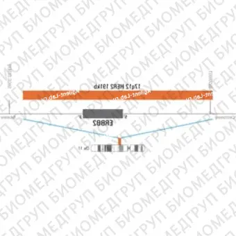 ДЛЯ КЛИЕНТОВ ЗА ПРЕДЕЛАМИ США. SureFISH 17q12 HER2 191kb P20 RD