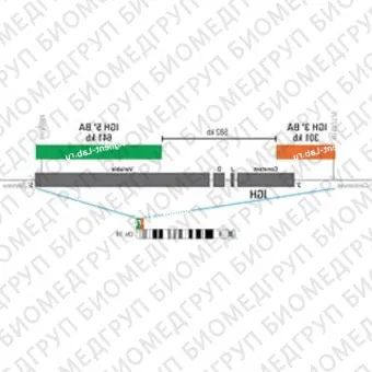 ДЛЯ КЛИЕНТОВ из США. SureFISH IGH BA P20. IGH, Break Apart, 20 тестов, Cy3FITC, концентрат, ручное использование