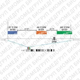 ДЛЯ КЛИЕНТОВ ЗА ПРЕДЕЛАМИ США. SureFISH 8q24.21 MYC 3 BA 432kb P20 RD