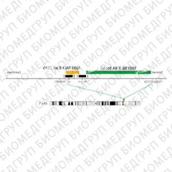 ДЛЯ КЛИЕНТОВ ЗА ПРЕДЕЛАМИ США. SureFISH 1p33 TAL1 5146 BA 75kb P20 RD