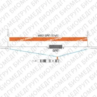 ДЛЯ КЛИЕНТОВ ЗА ПРЕДЕЛАМИ США. SureFISH 17p13.1 TP53 120kb P20 RD