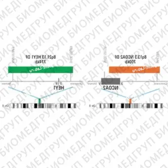 ДЛЯ КЛИЕНТОВ из США. SureFISH 8q13.3 NCOA2 DF 700 КБ P20 RD. NCOA2, Dual Fusion, 20 тестов, Cy3, концентрат, ручное использование
