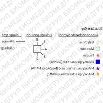 AdvanceBio InstantQ G2FS2 2,3 / FA2G2S32 Стандарт Nгликанов ранее ProZyme. Nгликан ди2,3сиалилированный, галактозилированный двухантенный Nгликан, ядро которого замещено фукозой, меченный InstantQ для использования в качестве качественног