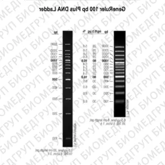 Маркер длин ДНК GeneRuler 100 bp Plus, 14 фрагментов от 100 до 3000 п.н., 0,5 мкг/мкл, Thermo FS, SM0322, 5х50 мкг
