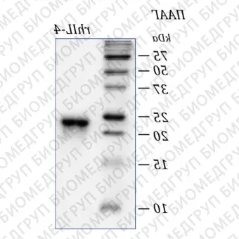 Интерлейкин 4 человека, рекомбинантный белок, rhIL4, Россия, PSG040100, 10x10 мкг