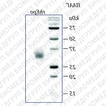 Эритропоэтин человека, рекомбинантный белок, rhEpo, Россия, PSG110100, 100 мкг