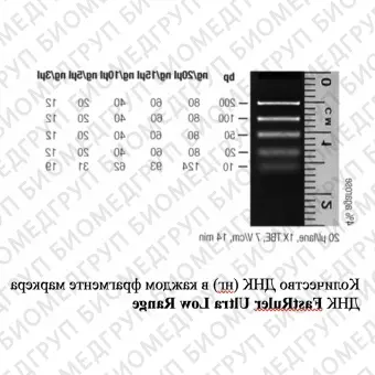 Маркер длин ДНК FastRuler Ultra Low Range, 5 фрагментов от 10 до 200 п.н., готовый к применению, Thermo FS, SM1233, 2х500 мкл
