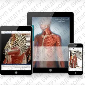 Анатомическое приложение iOS Muscle Premium