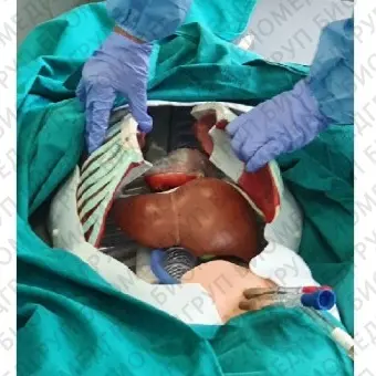 Медицинский симулятор для кардиологической хирургии PerfusionSim