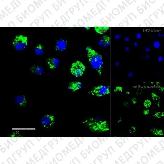 Краситель флуоресцентный для клеточной микроскопии LumiTracker Lyso Green, зеленый, Lumiprobe, 11201, 20 х 50 мкл.