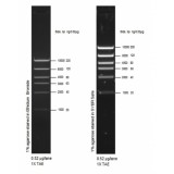 Маркер длин ДНК High DNA Mass Ladder, 6 фрагментов от 1000 до 10 000 п.н., 0,13 мкг/мкл, Thermo FS, 10496016, 50 мкг