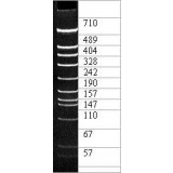 ДНК-маркер pBlueSK/Mspl, 13 фрагментов от 24 до 710 п.н.; концентрат 0,5 мг/мл, Диаэм, 3020.0250, 250 мкг