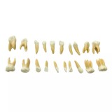EK3T комплект из 20 сменных детских зубов для фантомной челюсти