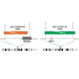 ДЛЯ КЛИЕНТОВ из США. SureFISH 8q21.13 HEY1 DF 774кб P20 GR. HEY, Dual Fusion, 20 тестов, FITC, концентрат, ручное использование