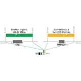 ДЛЯ КЛИЕНТОВ ЗА ПРЕДЕЛАМИ США. SureFISH 21q22.13 ERG DF 777kb P5 GR